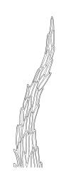 Brachythecium campestre, stem leaf apex. Drawn from W. Bell s.n., Jan. 1892, CHR 472215A.
 Image: R.C. Wagstaff © Landcare Research 2019 CC BY 3.0 NZ